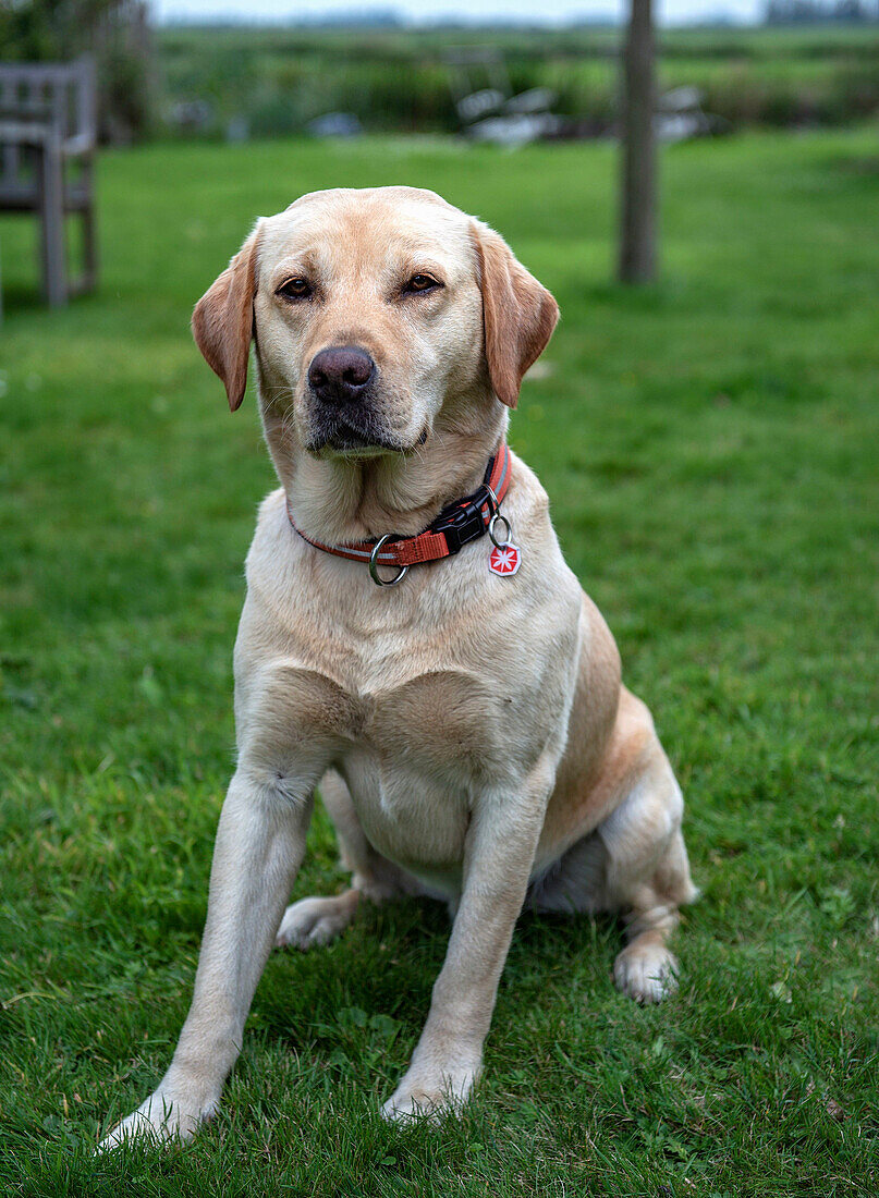 Labrador retriever sitting on the lawn