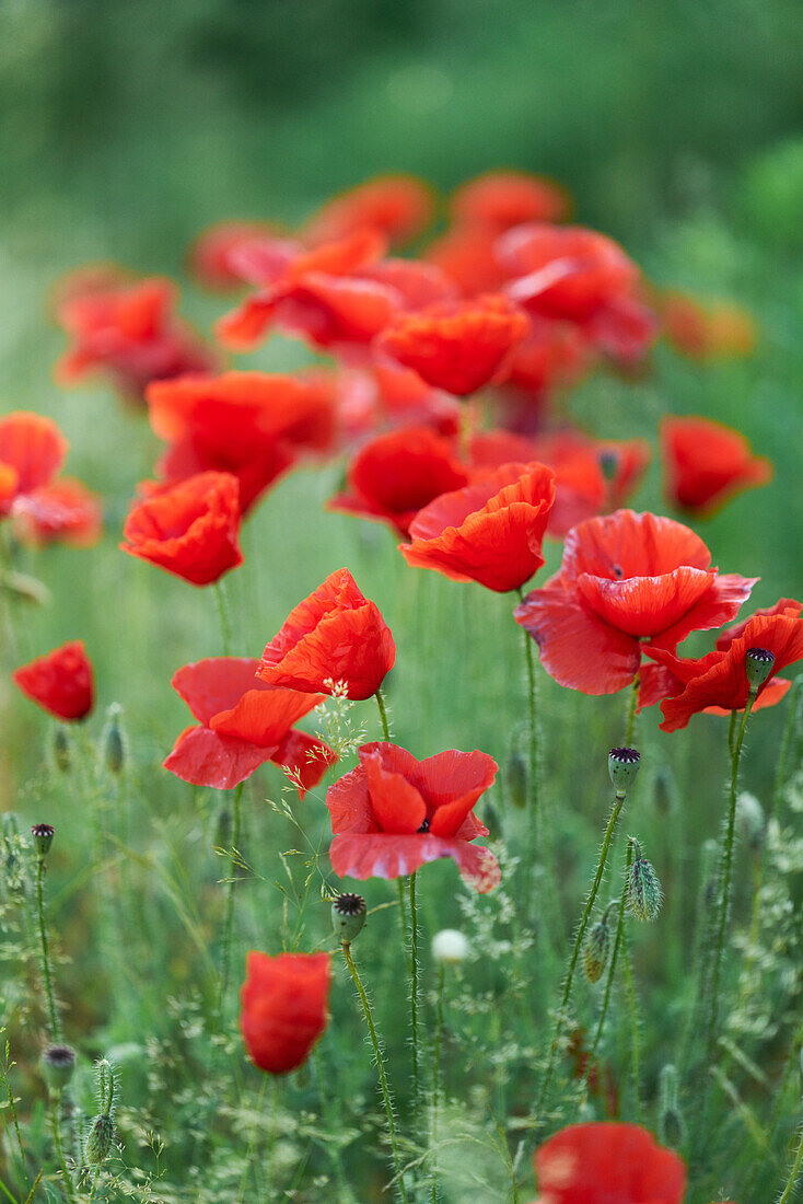 Poppy meadow (Papaver)
