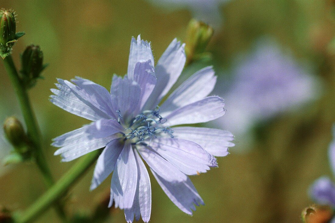 Flowers of the wild chicory (outdoors)