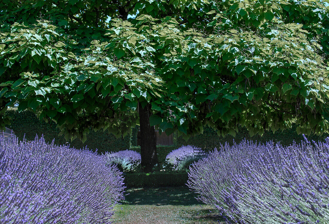 Lavendelfeld vor gepflegtem Baum und Hecke im Garten
