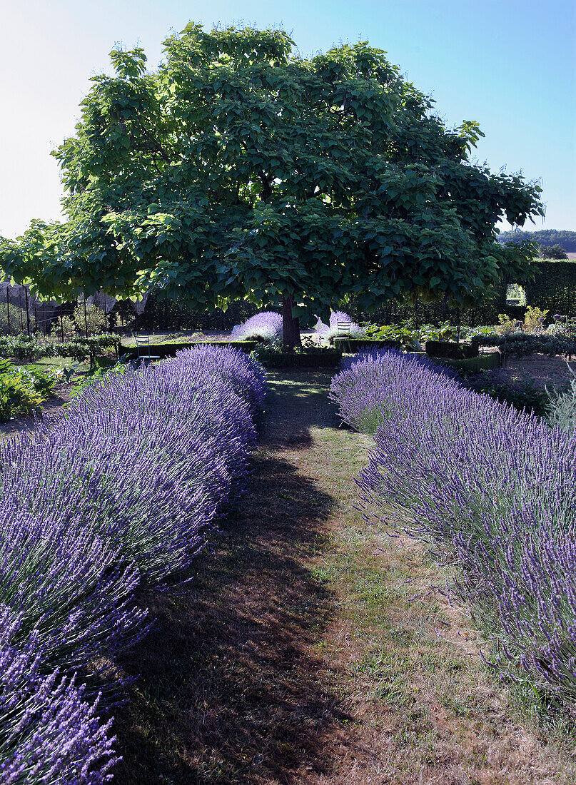 Lavendelfelder im Garten mit Baum im Hintergrund