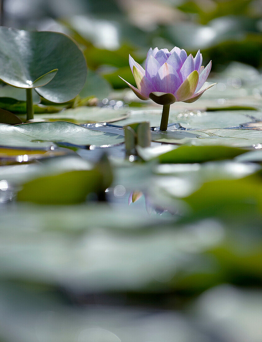 Water lily (Nymphaea) in bloom in a pond with lily pads