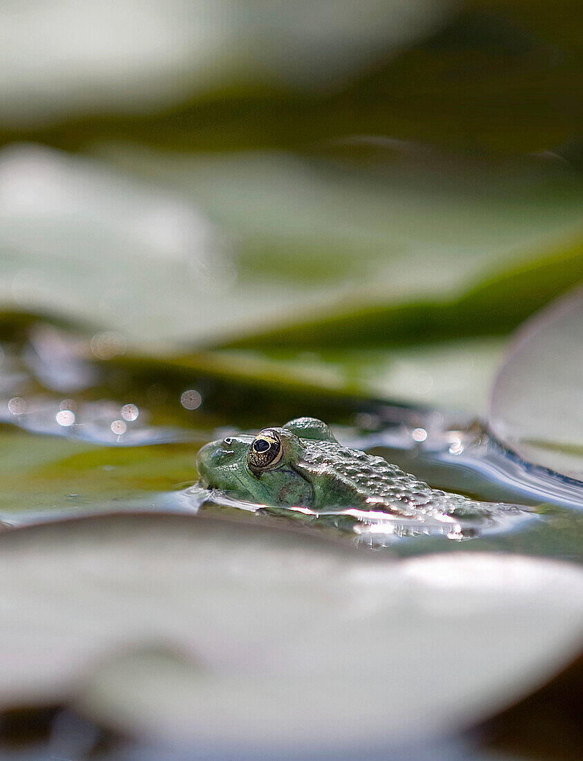 Frog on a water lily leaf in a garden pond