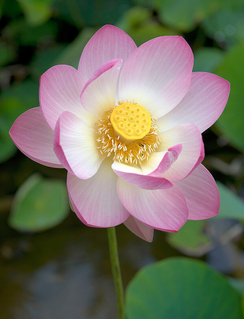 Lotosblume (Nelumbo nucifera) in voller Blüte am Teich