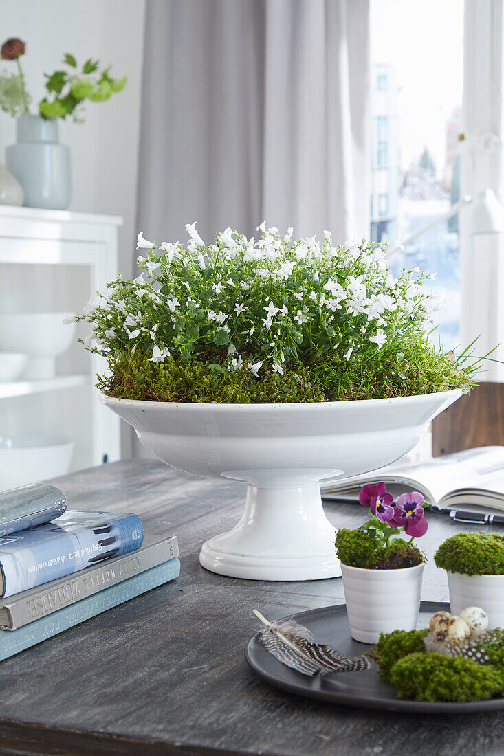 Etagere mit weißer Glockenblume (Campanula) bepflanzt und Primel in Töpfchen auf Wohnzimmertisch
