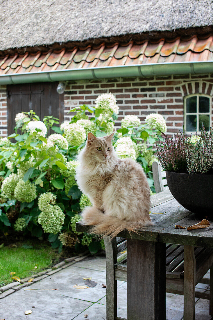 Langhaarige Katze auf Holztisch vor blühendem Hortensienstrauch