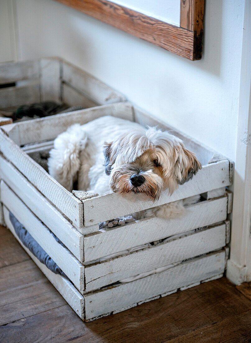 Hund in weißer Holzkiste auf Holzboden