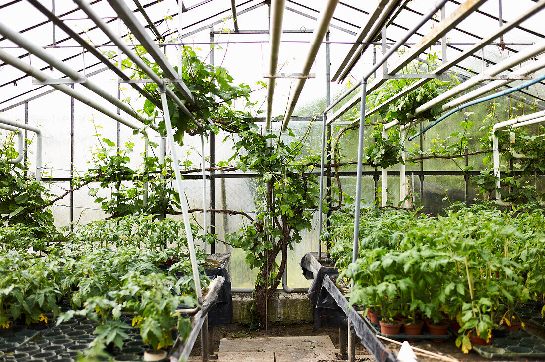 Gewächshaus mit Gemüsepflanzen