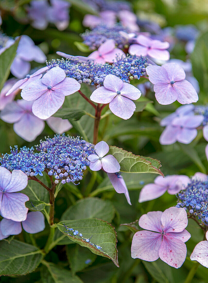 Japanische Tellerhortensie (Hydrangea serrata) mit lila und blauen Blüten