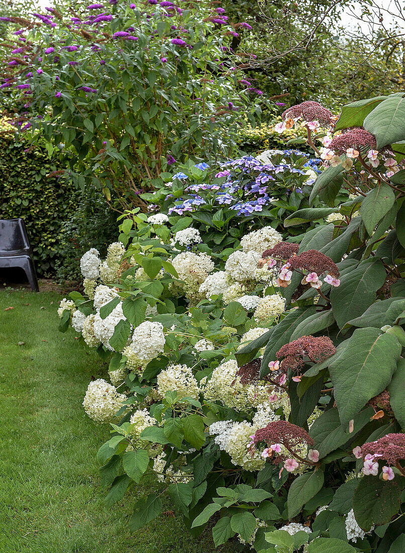 Hortensien (Hydrangea) in verschiedenen Farben im Garten