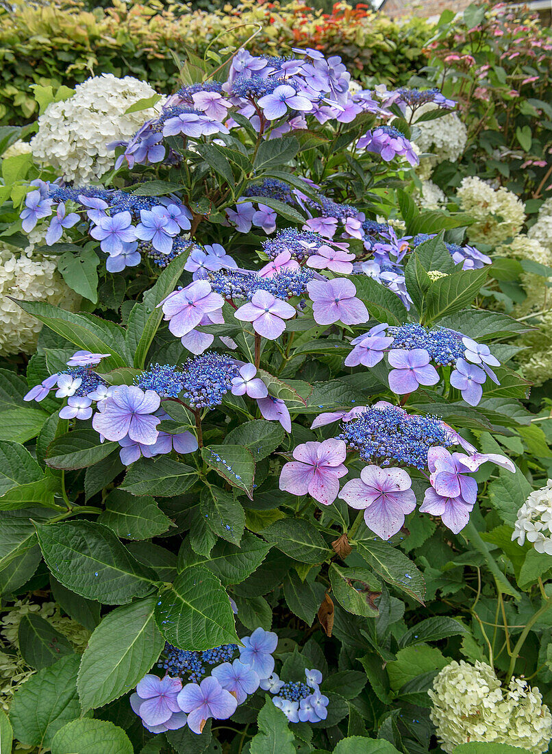 Hortensie (Hydrangea) "Blauer Spitzenstrauch" im Sommergarten