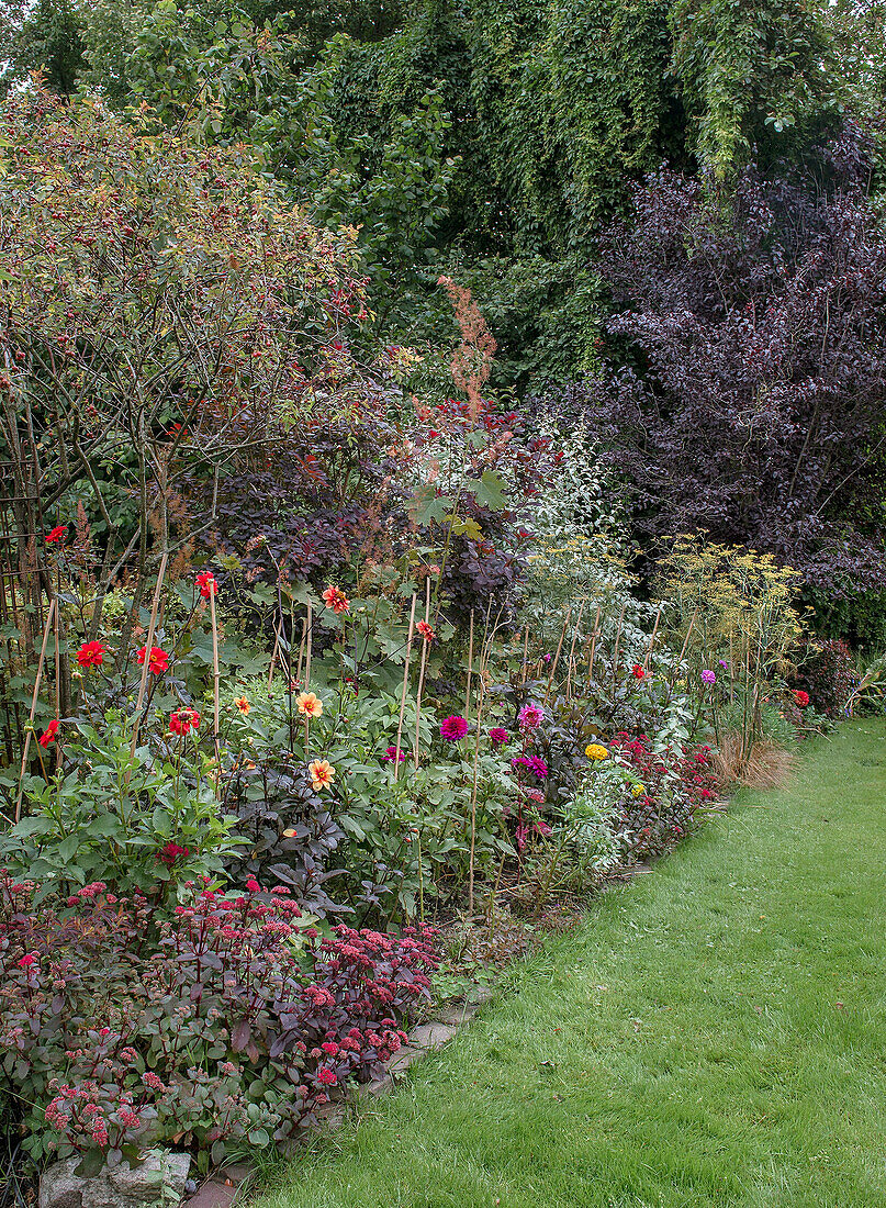 Blumenbeet mit verschiedenen Dahlien (Dahlia) im Spätsommer