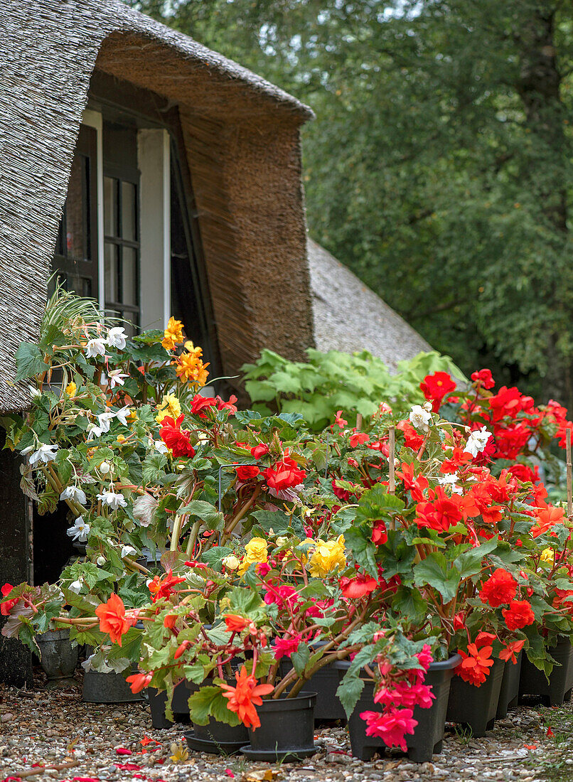 Blühende Begonien (Begonia) vor einem Reetdachhaus im Sommergarten