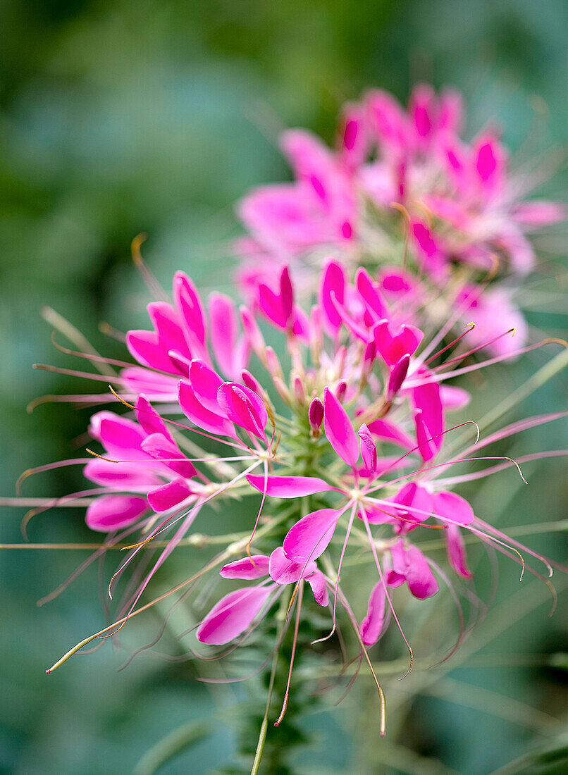 Spinnenblume (Cleome) mit leuchtend pinken Blüten im Garten