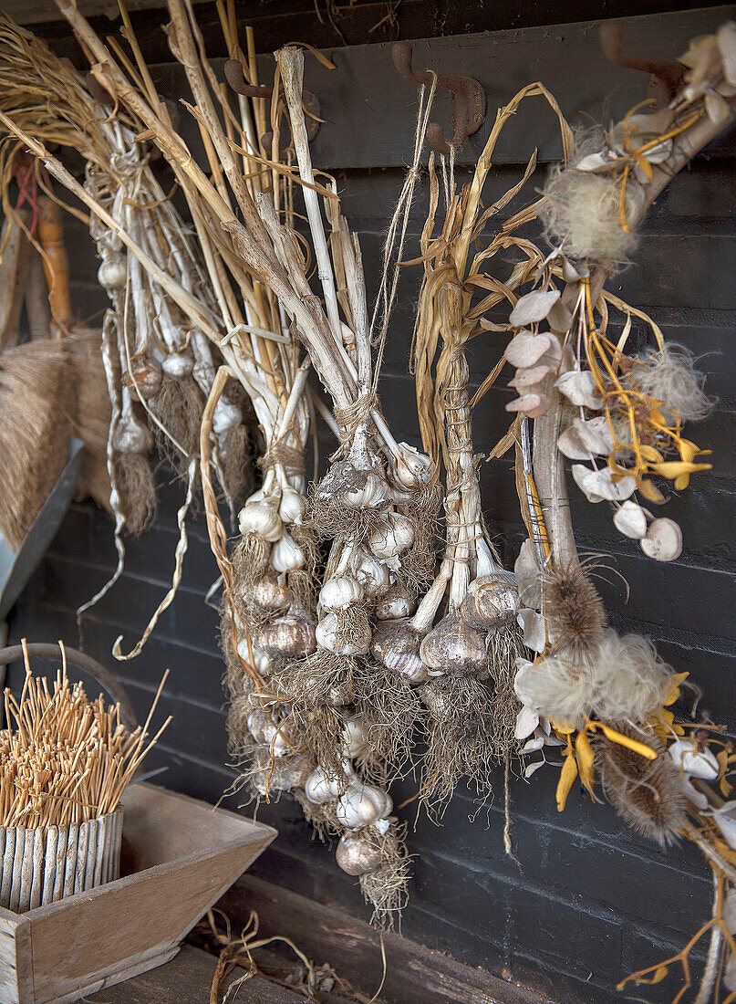 Getrocknete Knoblauch-Bündel und Zweige an dunkelbrauner Holzwand