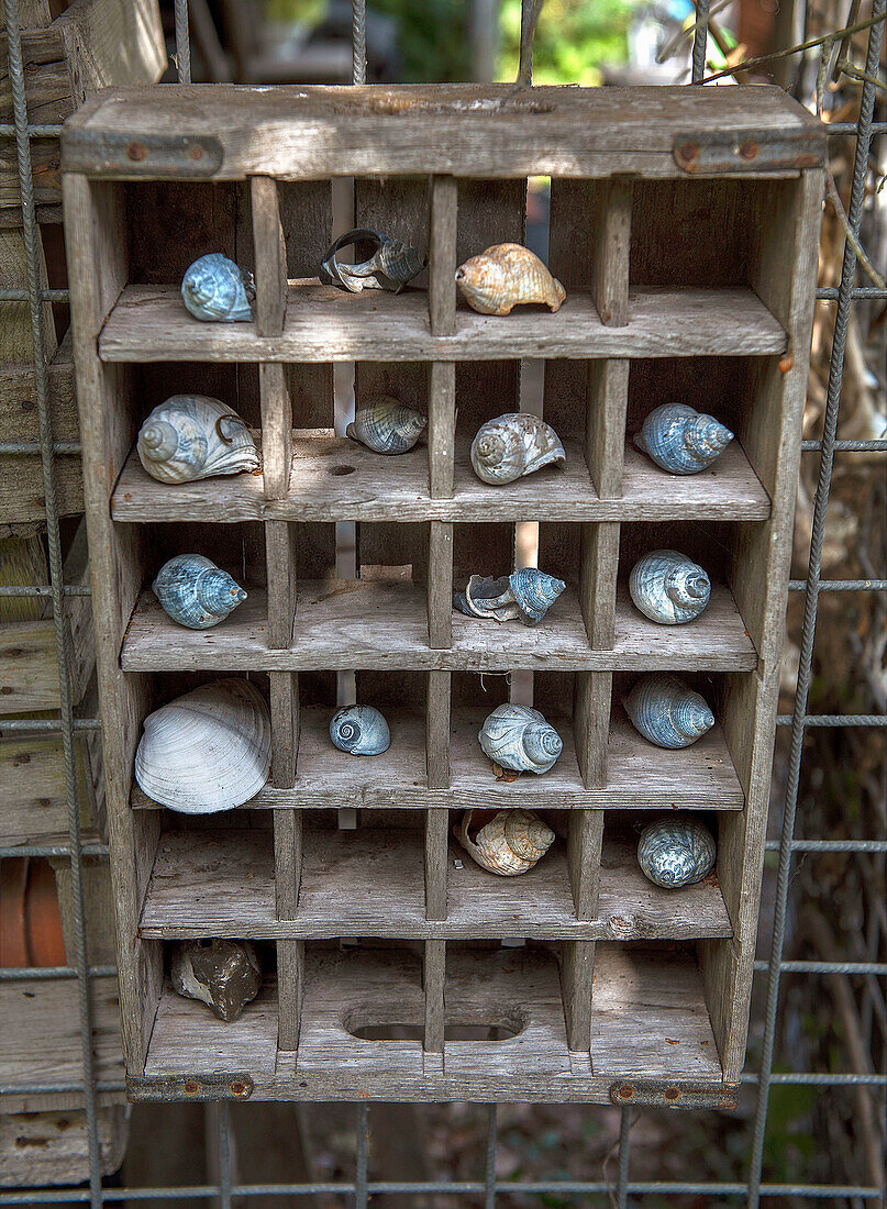 Wooden box with collected shells and snail shells in the garden