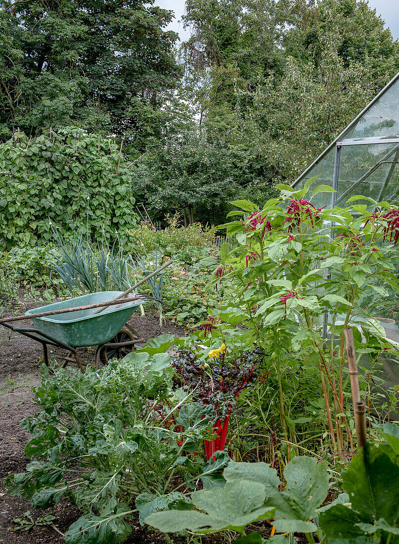 Vegetable garden with wheelbarrow and greenhouse in summer