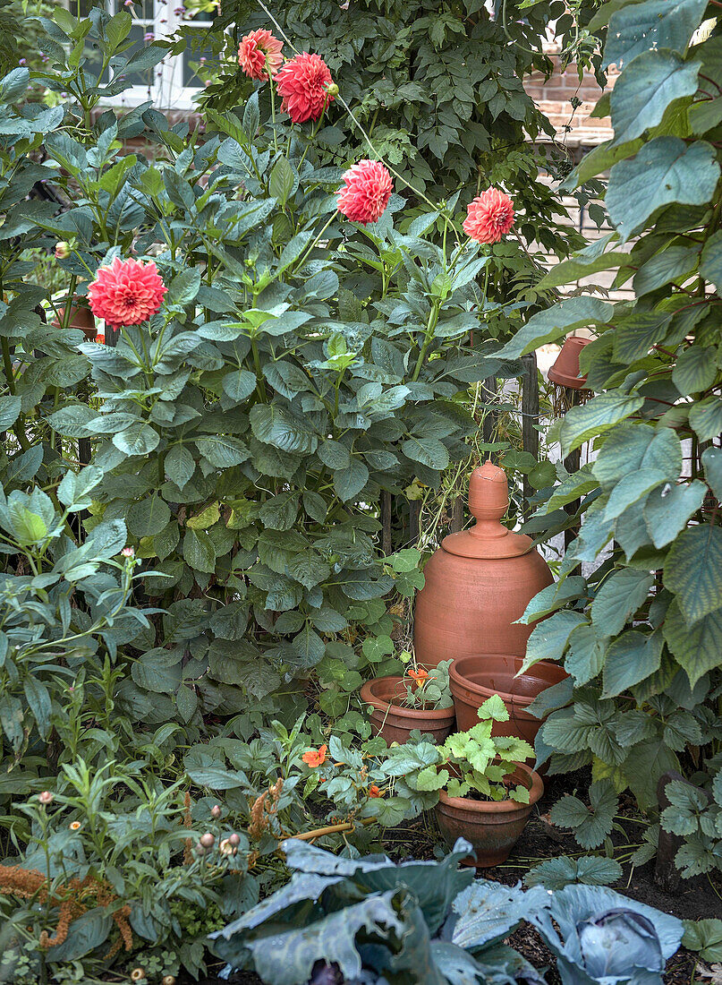 Red dahlia bush in a summer garden with terracotta pots