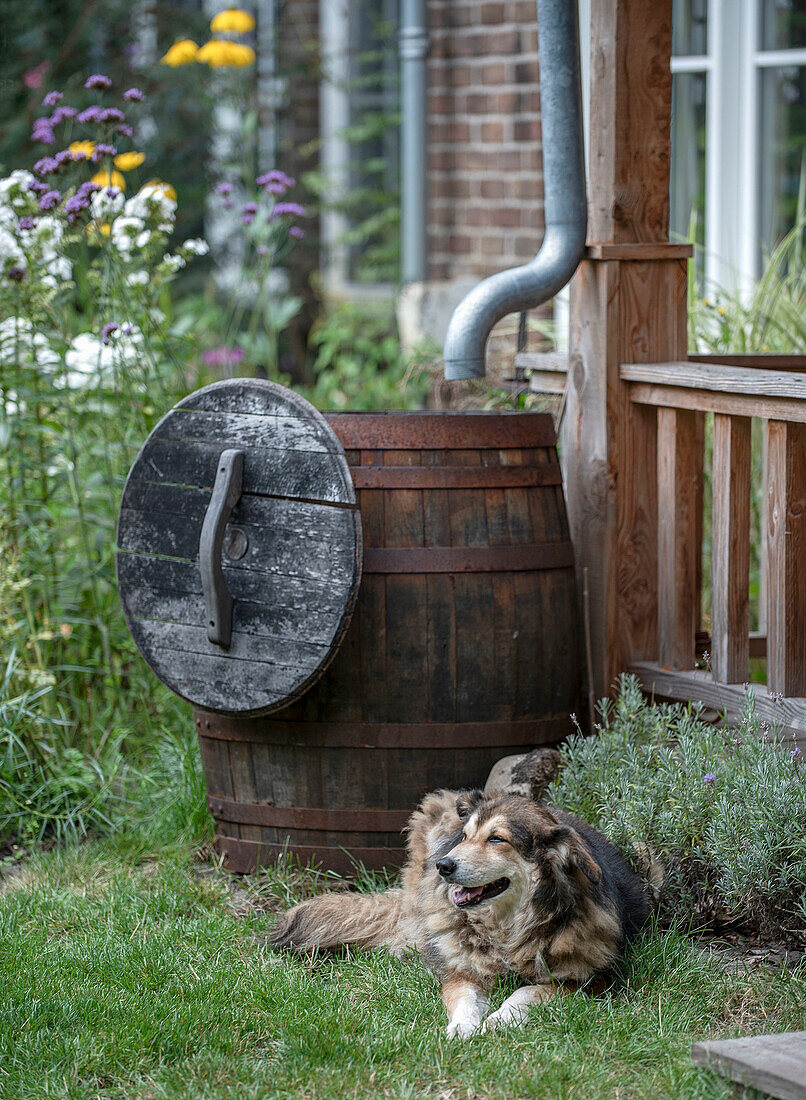 Dog resting next to rain barrel in the garden