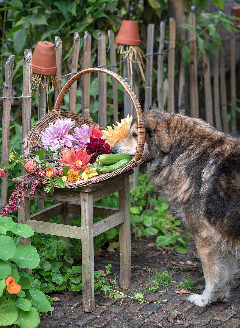 Dog sniffing at wicker basket with colorful flowers and zucchini in the garden