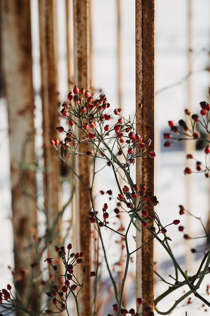 Rosehips on rusty metal rods in winter