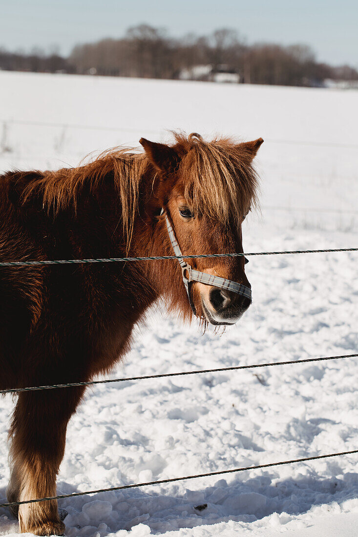 Pony in snowy winter field behind fence