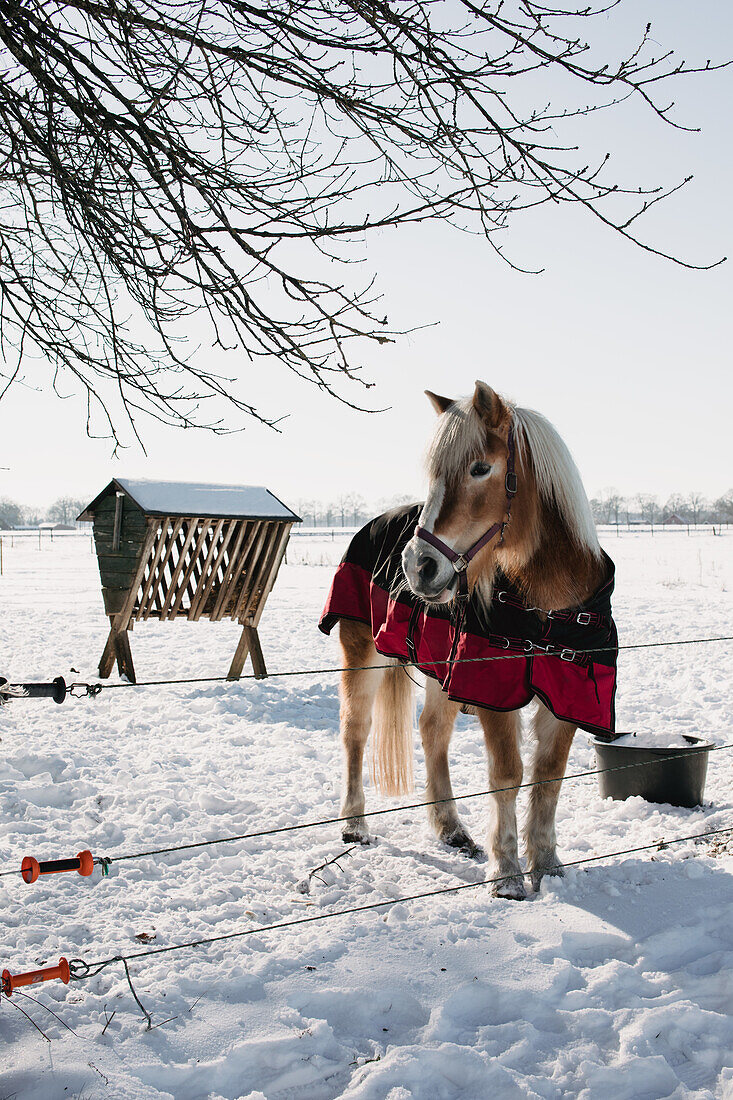 Pony auf verschneiter Koppel