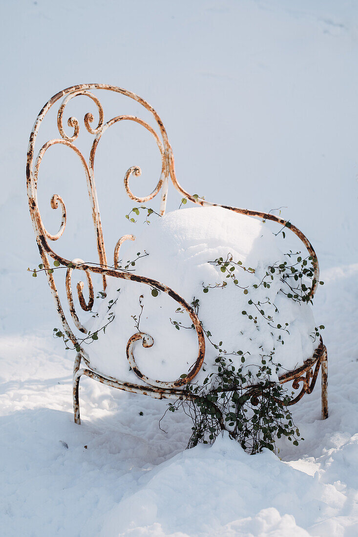 Snow-covered garden chair with climbing plants in winter