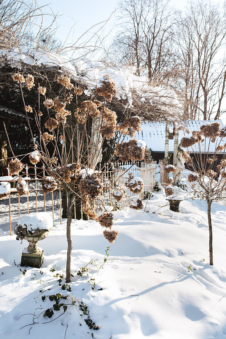 Snowy garden with faded hydrangea bushes in winter