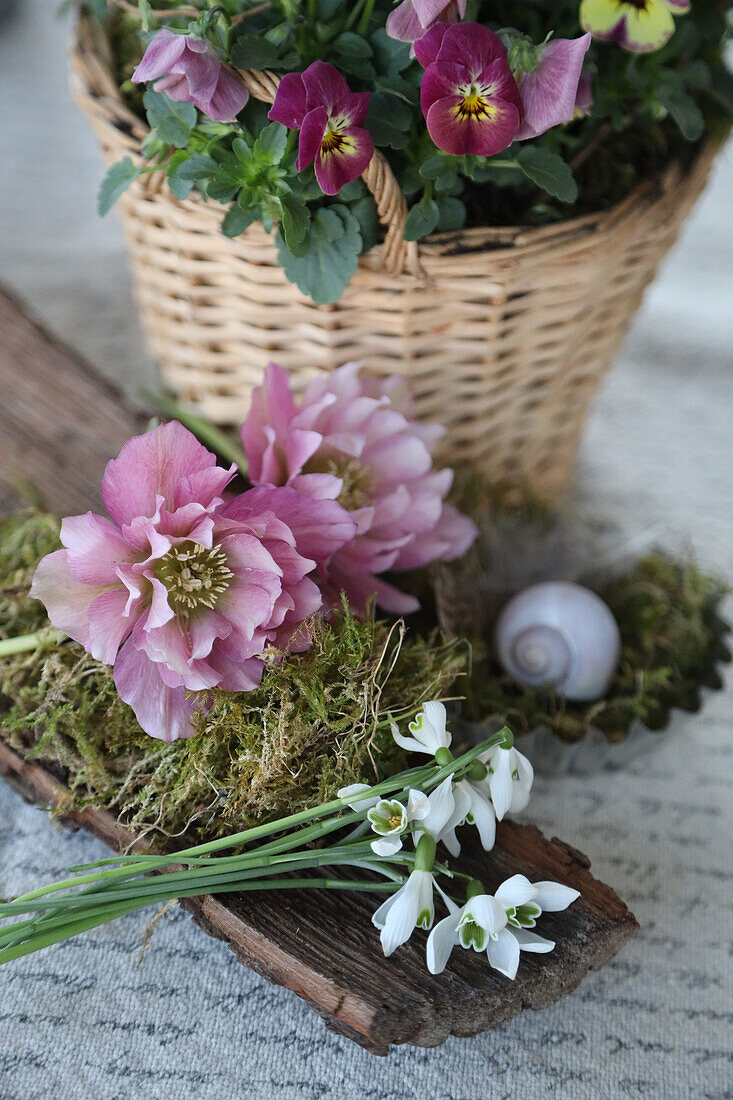Deko mit Rinde, Moos, Christrosenblüten (Helleborus niger), Hornveilchen (Viola cornuta) und Schneeglöckchen (Galanthus)