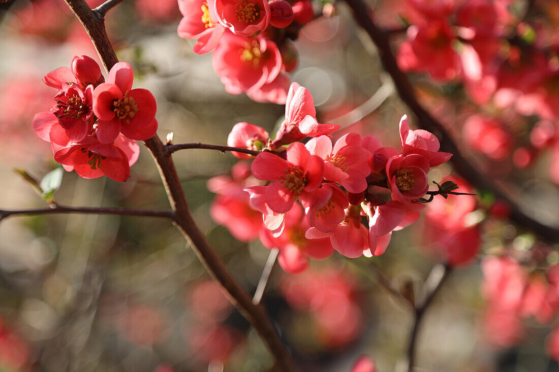 Ornamental quince blossoms, portrait