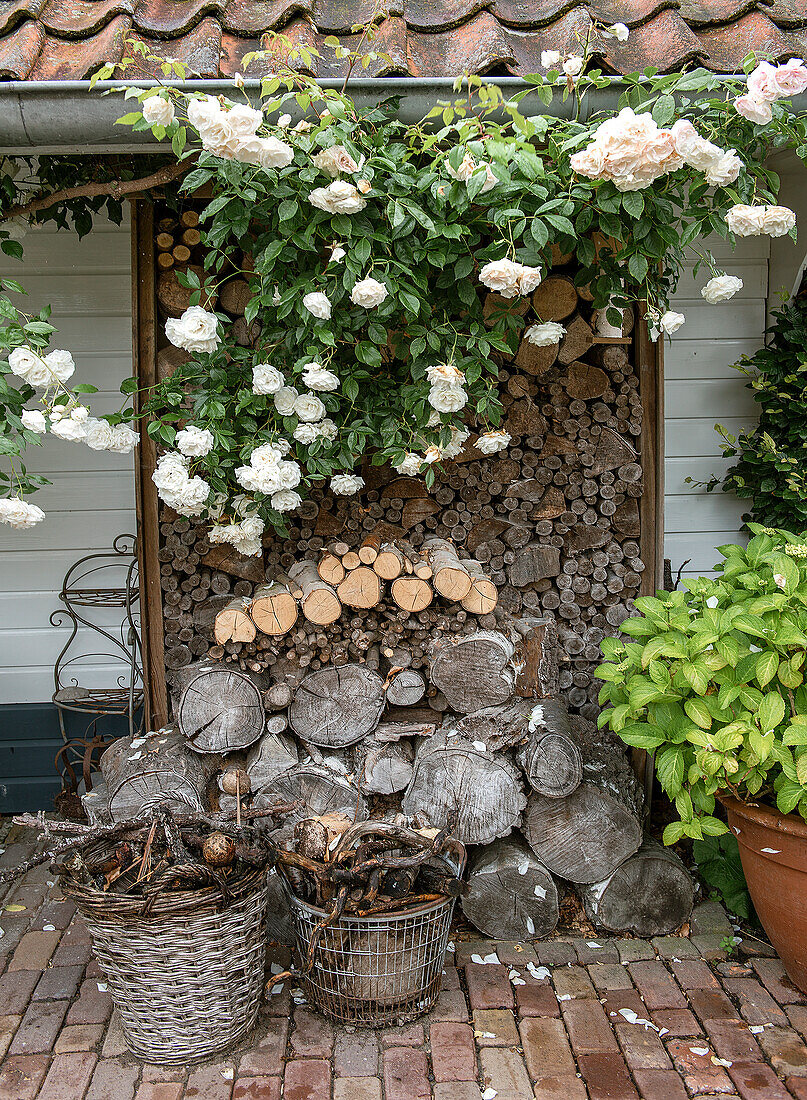 Roses (pink) over stacked firewood