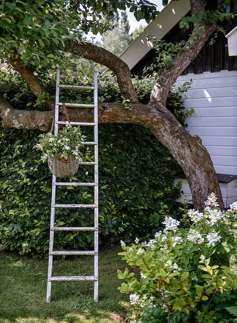 Weiße Holzleiter und Weidenkorb mit weißen Blumen angelehnt an Obstbaum