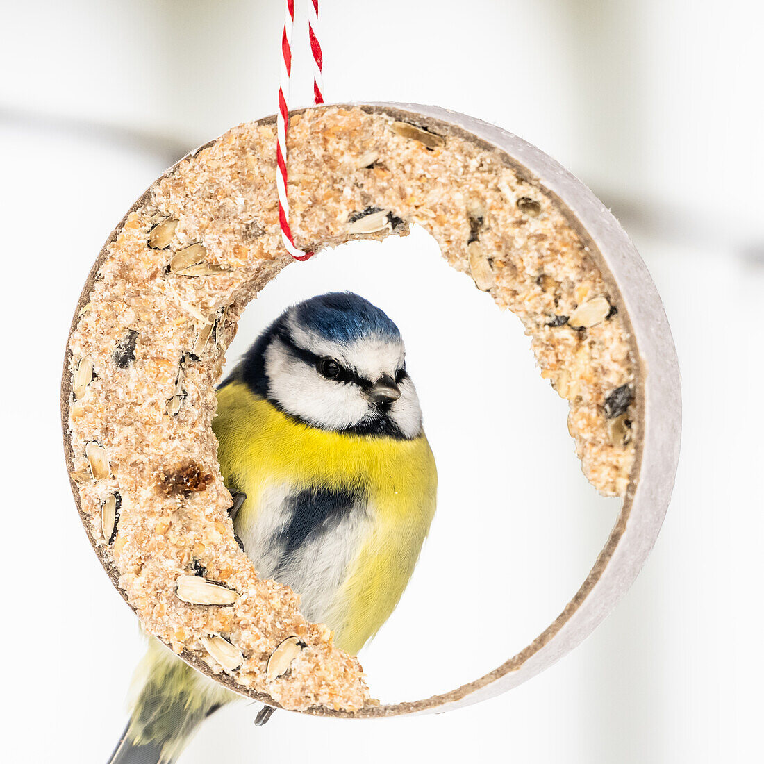 Blue tit at the feeder