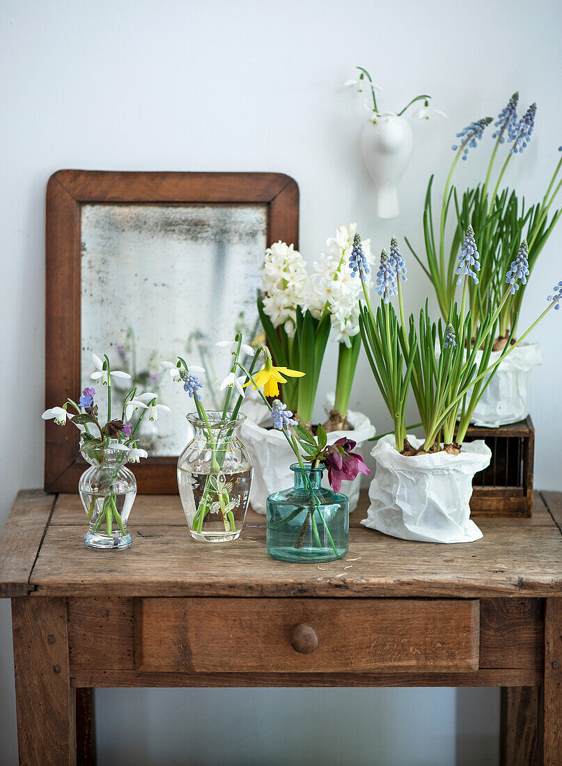 Blumentöpfe und Glasvasen mit Hyazinthen und Muscari auf einem Holzschreibtisch