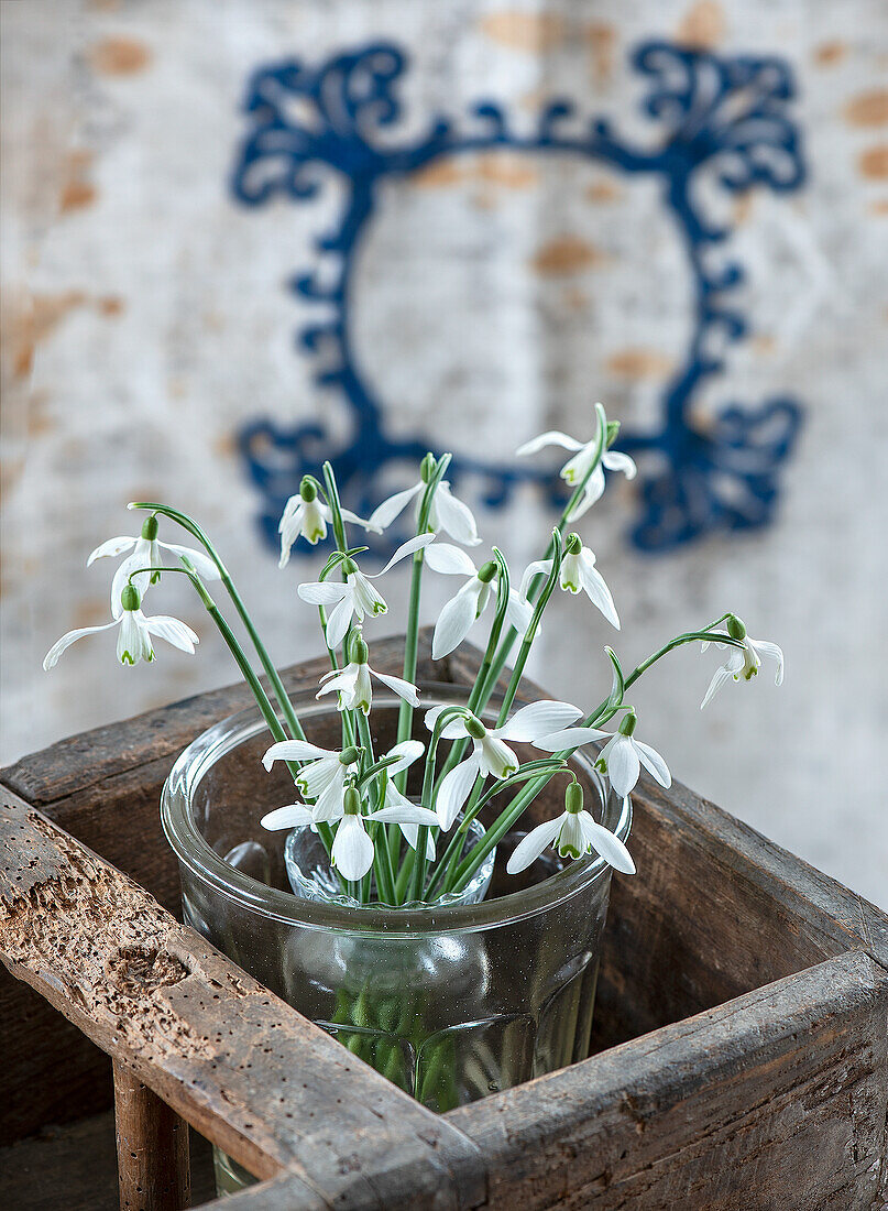 Schneeglöckchen (Galanthus) in Glasvase in rustikalem Holzkistchen