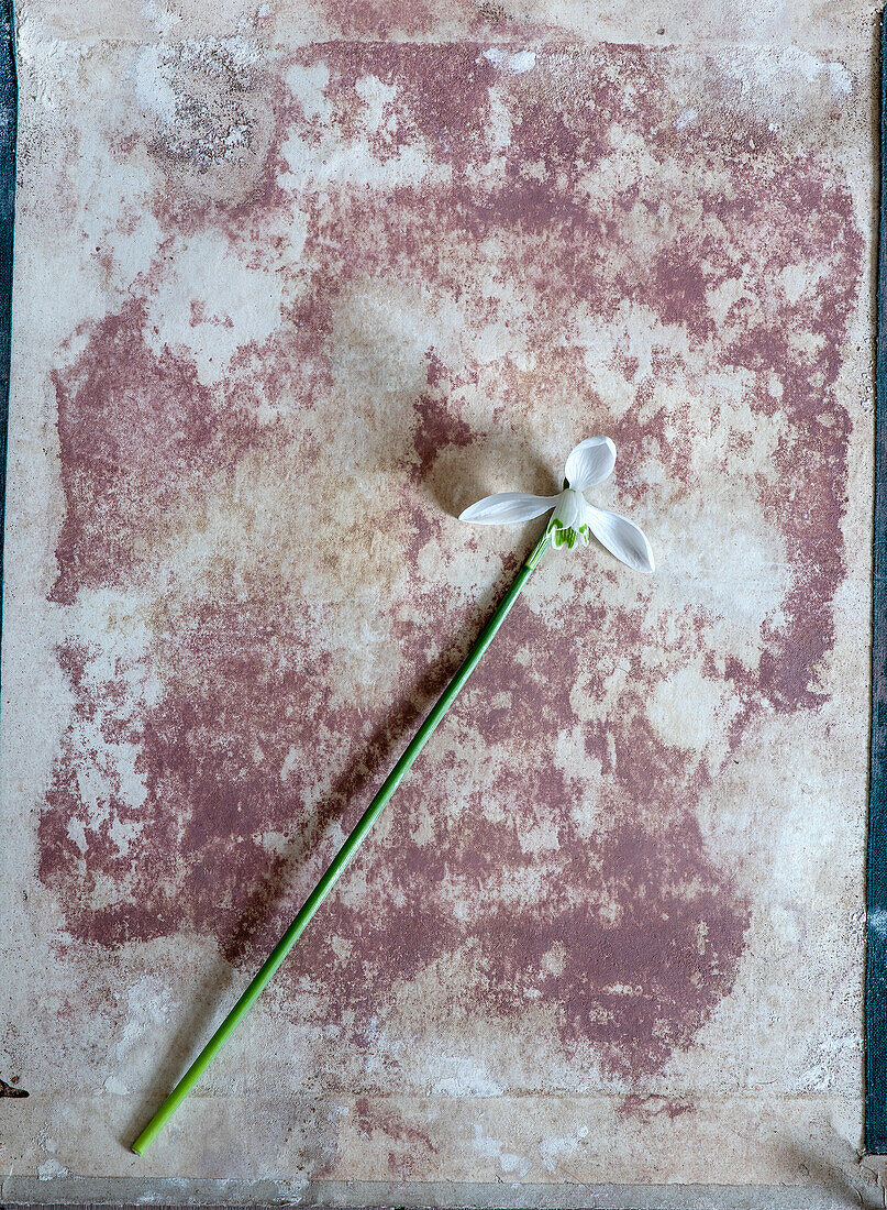 Schneeglöckchen (Galanthus) auf strukturiertem, verblasstem Hintergrund