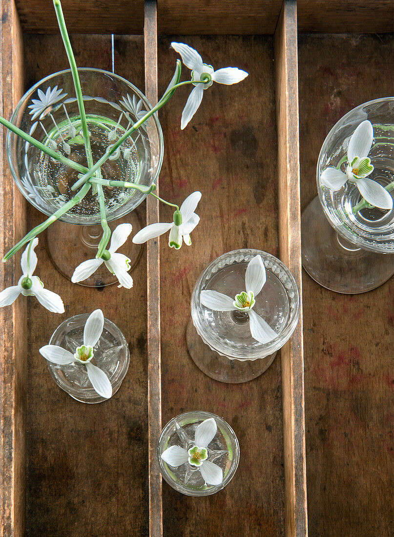 Schneeglöckchen (Galanthus) in verschiedenen Glasgefäßen auf Holzuntergrund