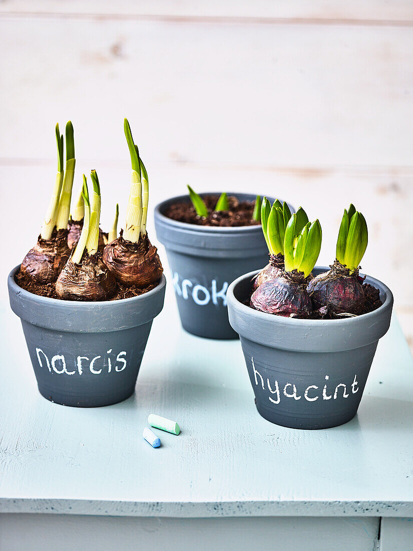 Sprouting flower bulbs - crocus, daffodil, hyacinth