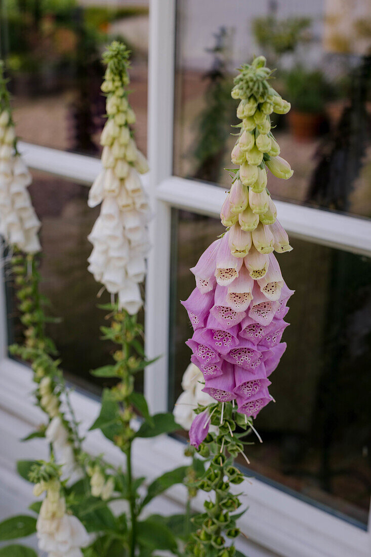 Fingerhut (Digitalis) in Weiß und Rosa vor einem Fenster