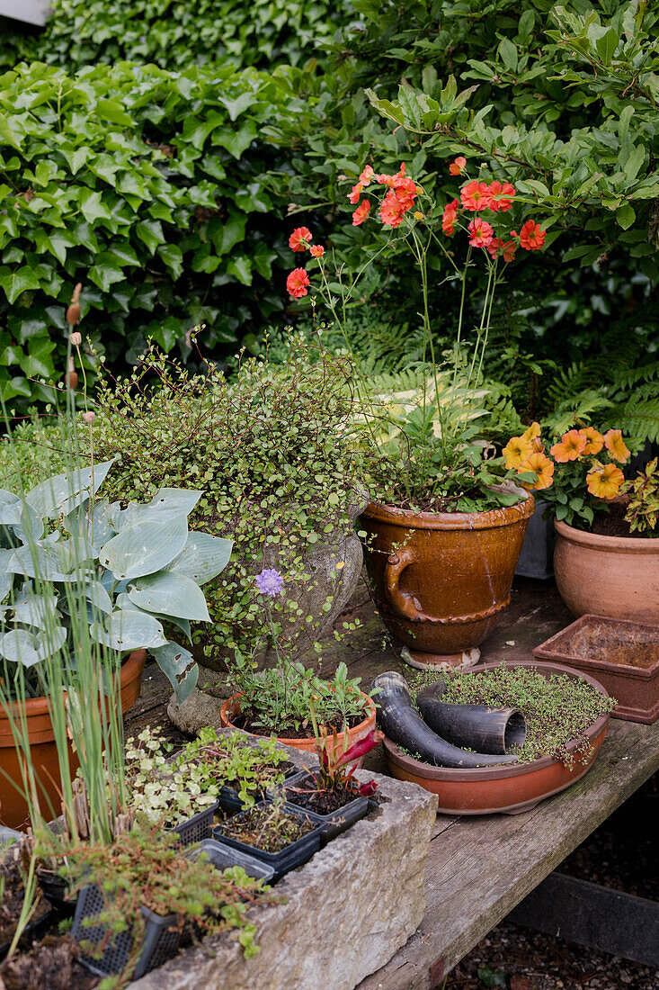 Blumentöpfe mit verschiedenen Pflanzen und Blumen auf Holztisch im Garten