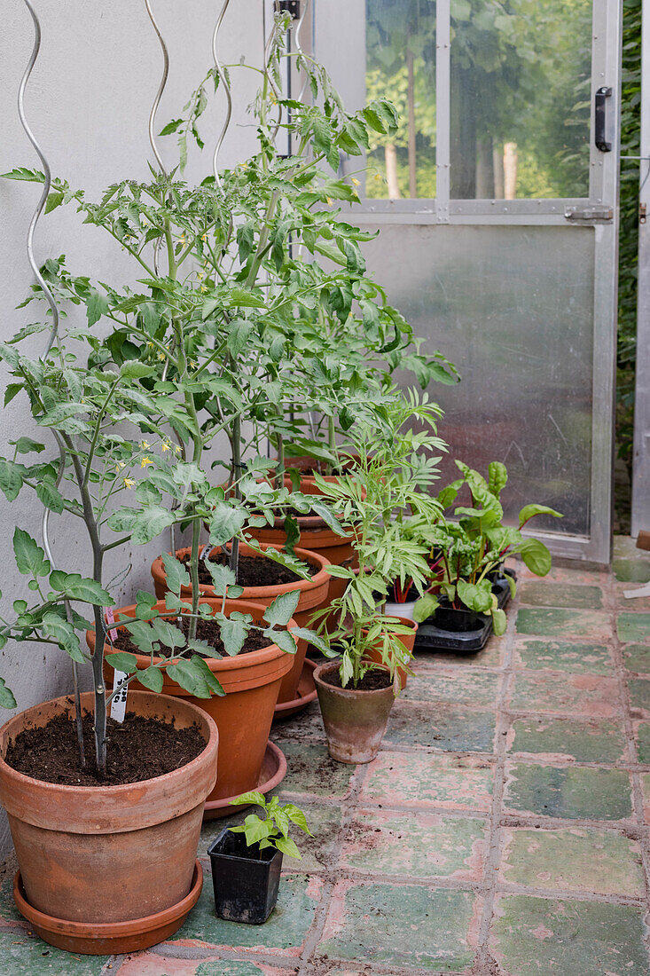 Tomaten- und Kräuterpflanzen in Terrakottatöpfen im Gewächshaus