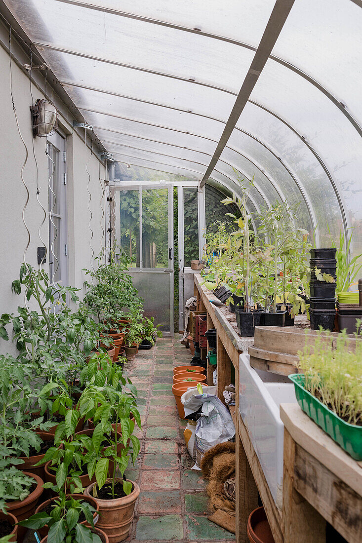 Gewächshaus mit Tomaten- und Paprikapflanzen in Tontöpfen