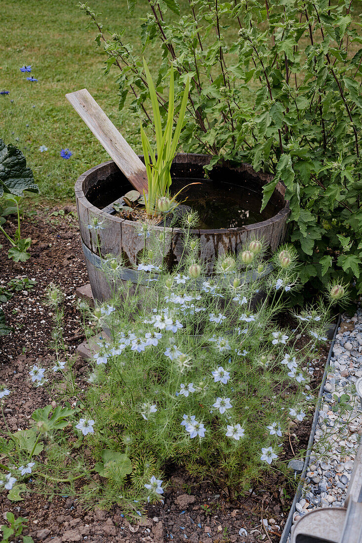 Bee-friendly flowers (Nigella damascena) and mini pond in wooden barrel