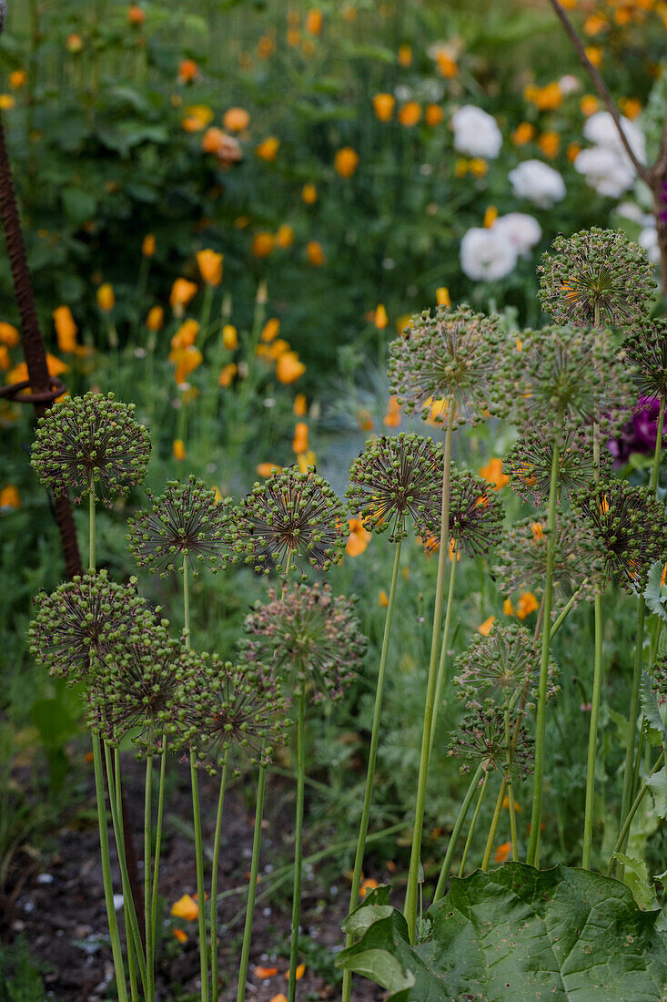 Grüner Zierlauch (Allium) im blühenden Frühlingsgarten