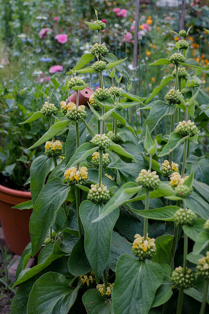 Phrygian mountain mint (Phlomis russeliana) with yellow flowers in the garden