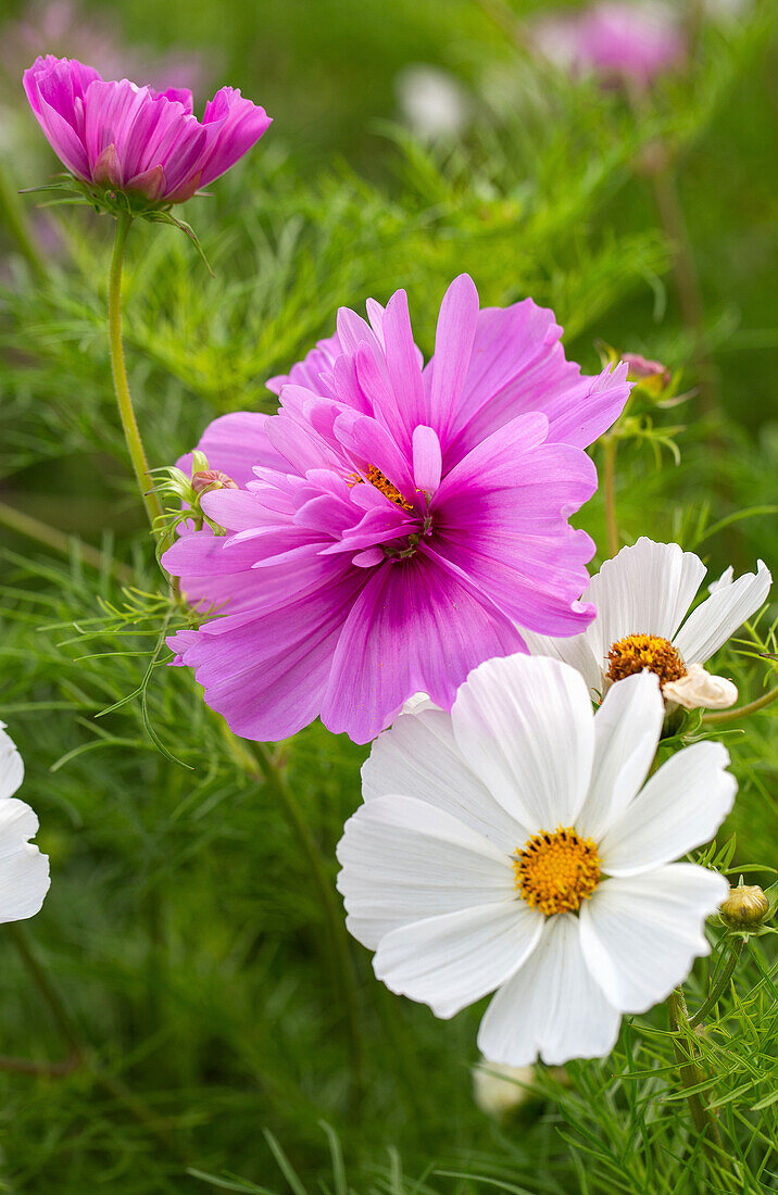 Pink and white cosmos (Cosmos bipinnatus) in the summer garden