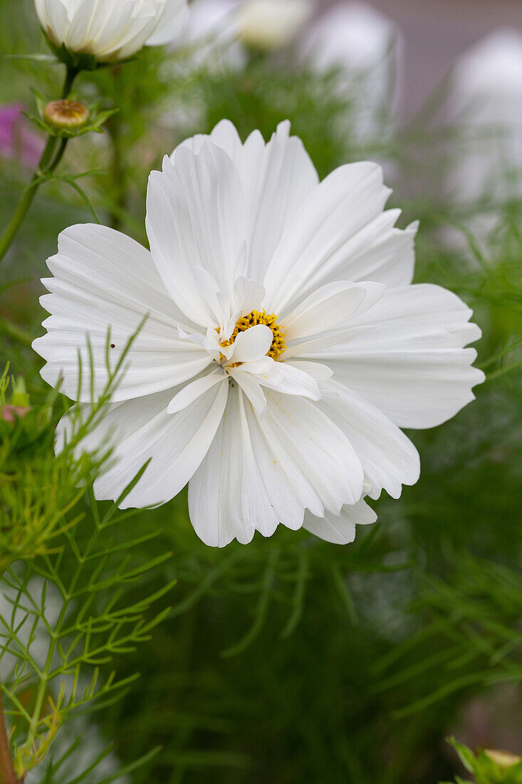 Cosmos (Cosmos bipinnatus) with white flowers