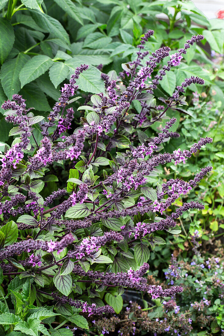 Purple basil (Ocimum basilicum) in bloom in the garden bed