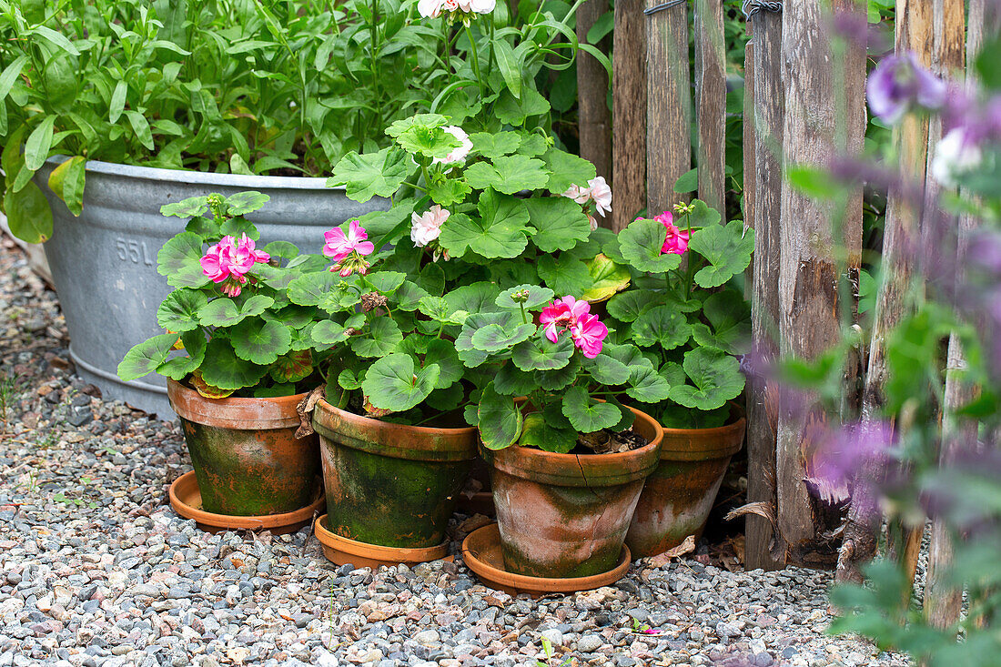 Geraniums (Pelargonium) in terracotta pots next to gravel path